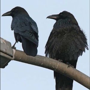 Meet your Posher, Bonnie